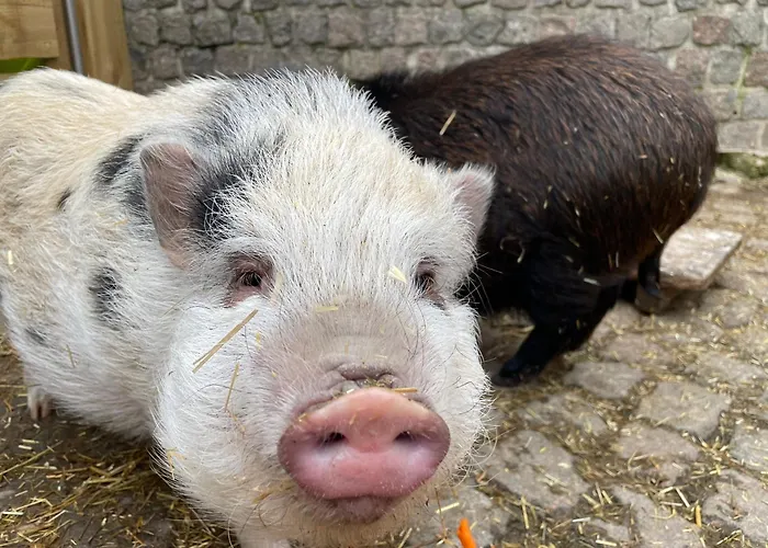 Zschampert Hof Bei Leipzig Ruhige Landliebe Fuer 2-3 Personen Markranstaedt